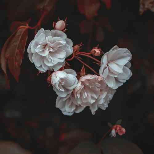 مهدیار تو که همه جا میگفتی شوهرتم